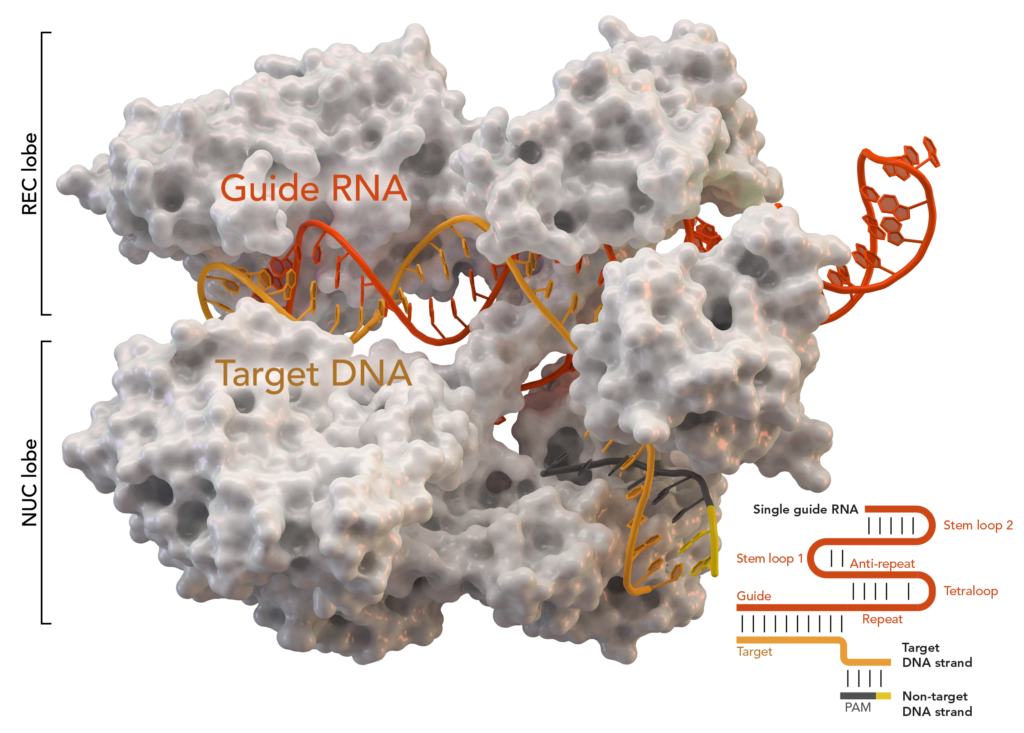 Struttura della proteina Cas9. Credits: Thomas Splettstoesser