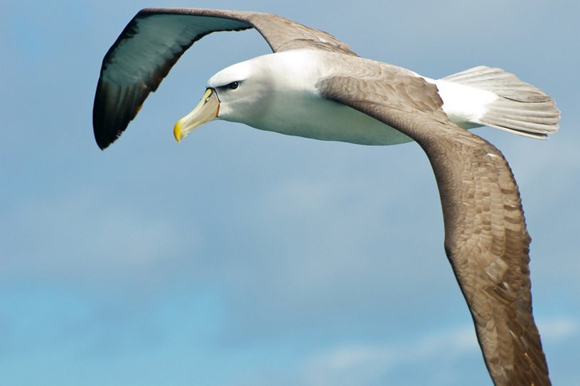 Albatross vola sull'Oceano Pacifico vicino le coste della Tasmania.Fonte: Airbus