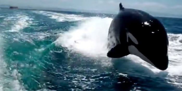 Orca "insegue" natante. Credits: Youmedia Fanpage
