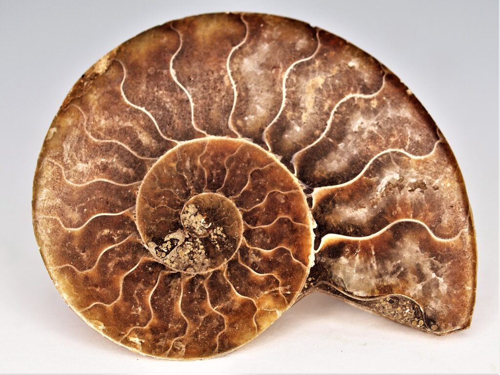 Ammonite, fossile della sottoclasse ammonoidea