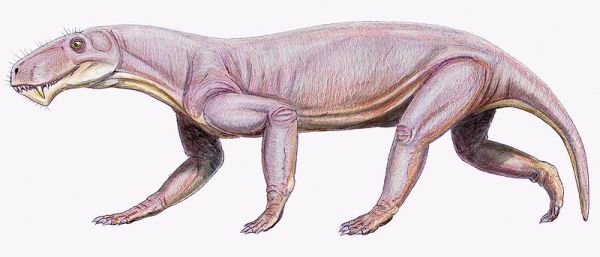 Lycaenops, superordine dei Therapsida, "non mammiferi".Credits: Palaeos