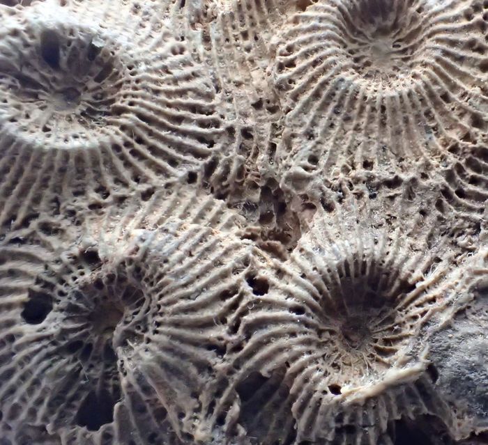 Coralli fossili. Credits: Catawiki