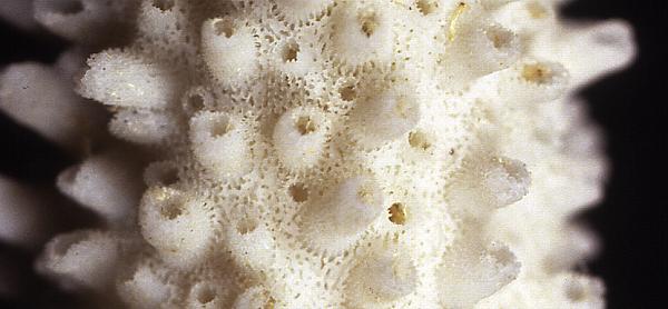 Ramo di madrepora. Macrofotografia di un ramo calcareo "morto" (disseccato) di una madrepora (Acropora sp.), tipico corallo biocostruttore, in cui si possono osservare gli alloggiamenti dei polipi della colonia (il ramo ha un diametro massimo di circa 20m