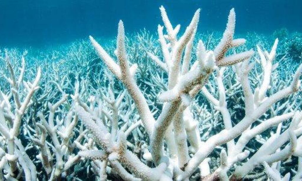 Distesa di coralli sbiancati, probabilmente già morti, nella Grande Barriera Corallina,  Australia. Credits: Greenpeace Australia, Brett Monroe Garner