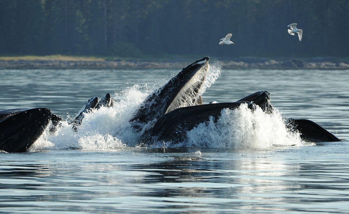 Quasi inghiottite da una balena, terrore durante whale-watching - balena cerca di inghiottire kayakers