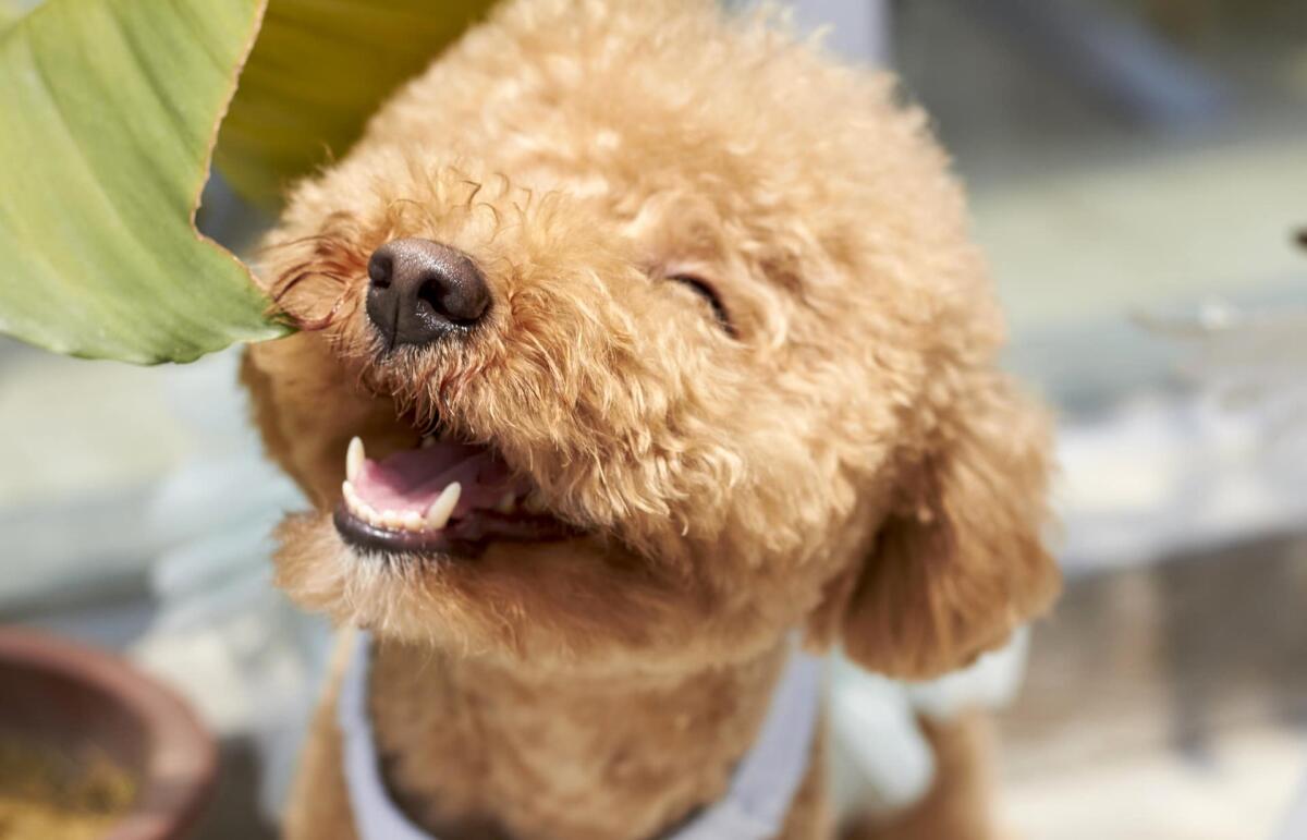 Covid e animali domestici, registrato il primo caso in Italia - Covid e animali domestici, registrato il primo caso in Italia