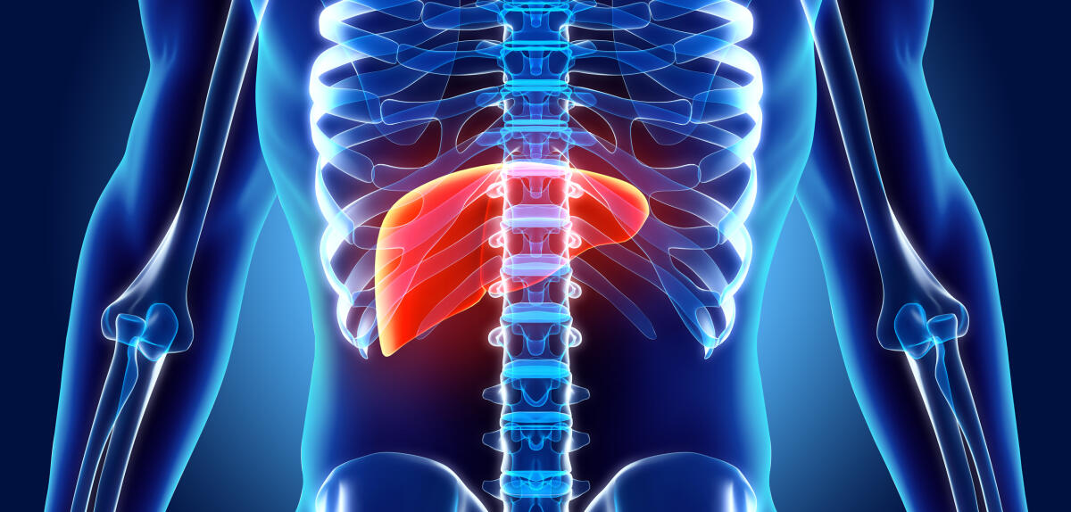Fegato bioartificiale: nuove alternative al trapianto - Credits: Humanitas