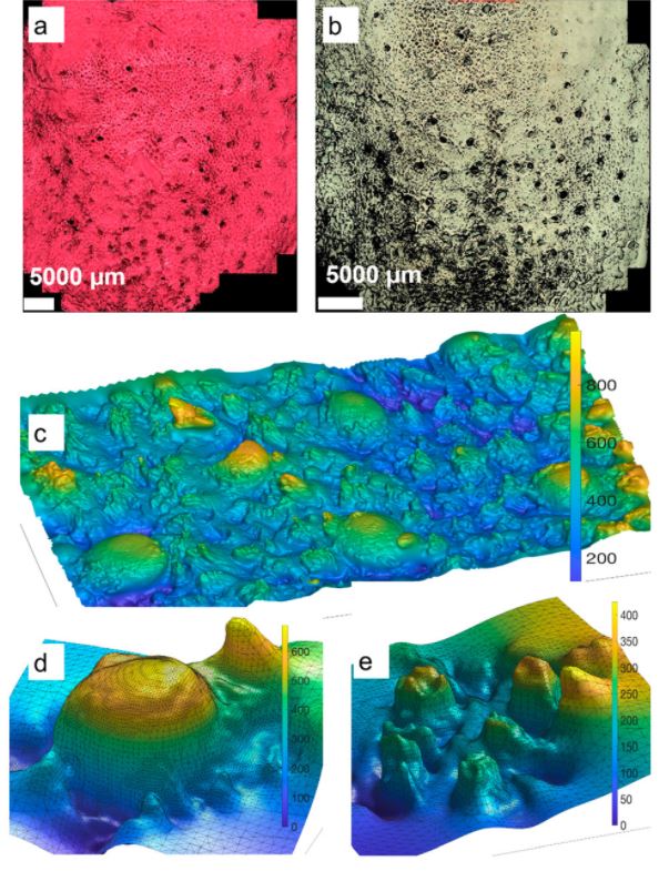 Prima lingua artificiale realizzata in 3D: l'ardua sfida è stata superata