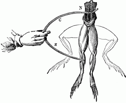 Per Galvani le rane sono generatori di elettricità, per Volta sono solo dei rivelatori dell'elettricità prodotta nel contatto tra conduttori di specie diversa.