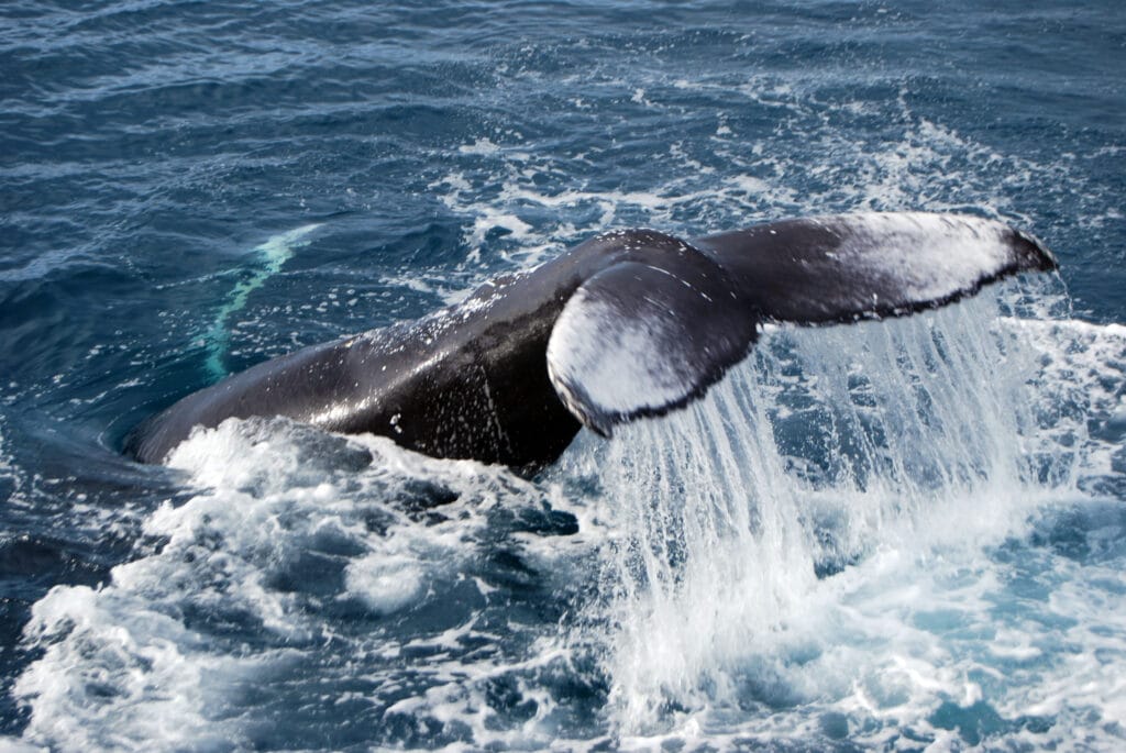Balena impegnata in un'acrobazia di tipo lobtailing.