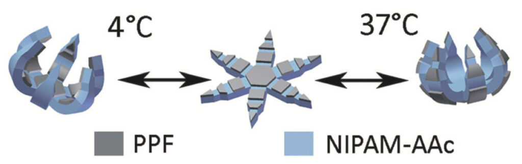 Comportamento dei theragrippersCredits Lui et al., Acta Biomater