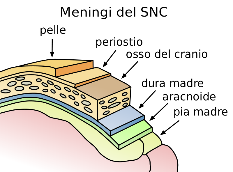 Struttura del cranio (in sezione): pelle, periostio, osso del cranio e le tre meningi (dura madre, aracnoide e pia madre). Credits: Wikipedia