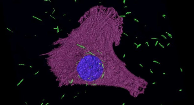 In verde, i nanotubi d'oro in prossimità di una cellula tumoraleCredits: Arsalan Azad