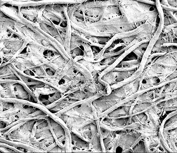 Immagine al microscopio della carta trattata dall’Ing. M. Sala de Medeiros ed il suo team.