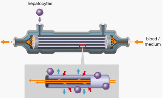 PH: Journal of Biotechnology & Biomaterials