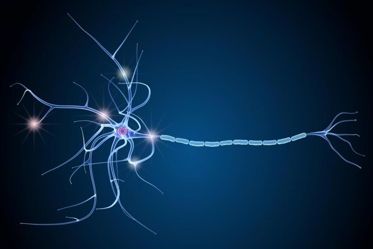 Sclerosi multipla, svolta nella ricerca: le cellule sono uguali a quelle dei soggetti sani - Sclerosi multipla, svolta nella ricerca: le cellule che producono mielina sono sane ma bloccate dall’infiammazione