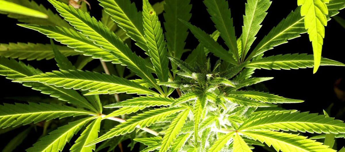 L'Onu promuove la cannabis: scopri le opportunità di investimento - 