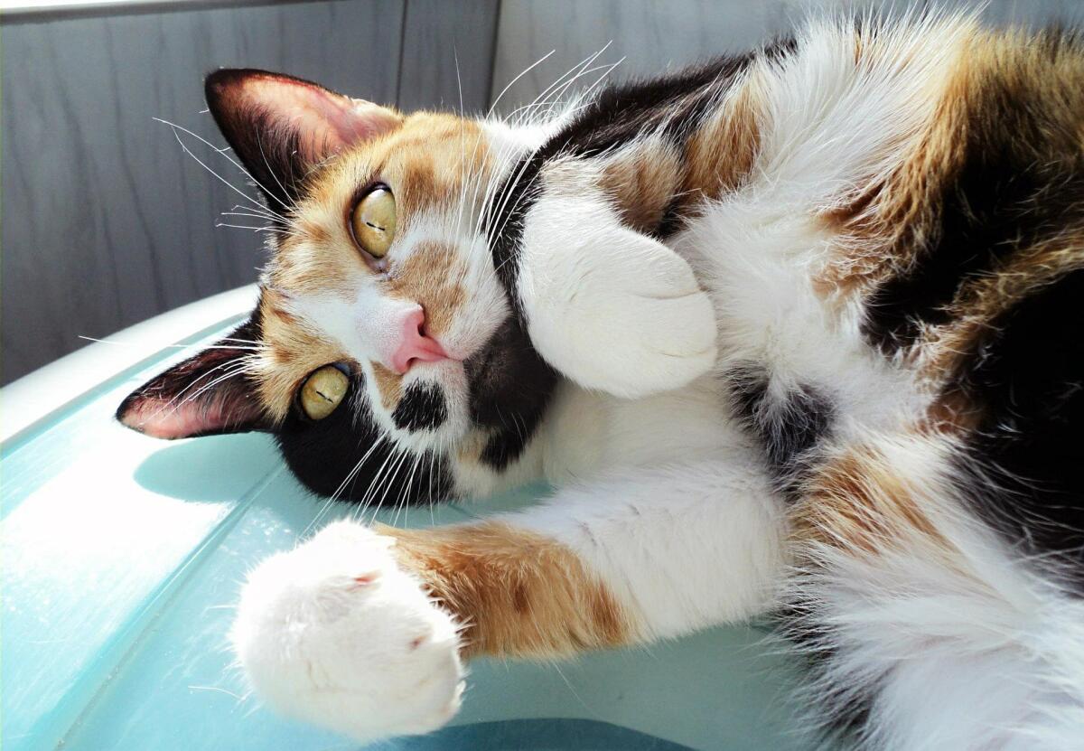 Avete mai notato che i gatti di tre colori sono sempre femmine? - perché i gatti di tre colori sono sempre femmine?