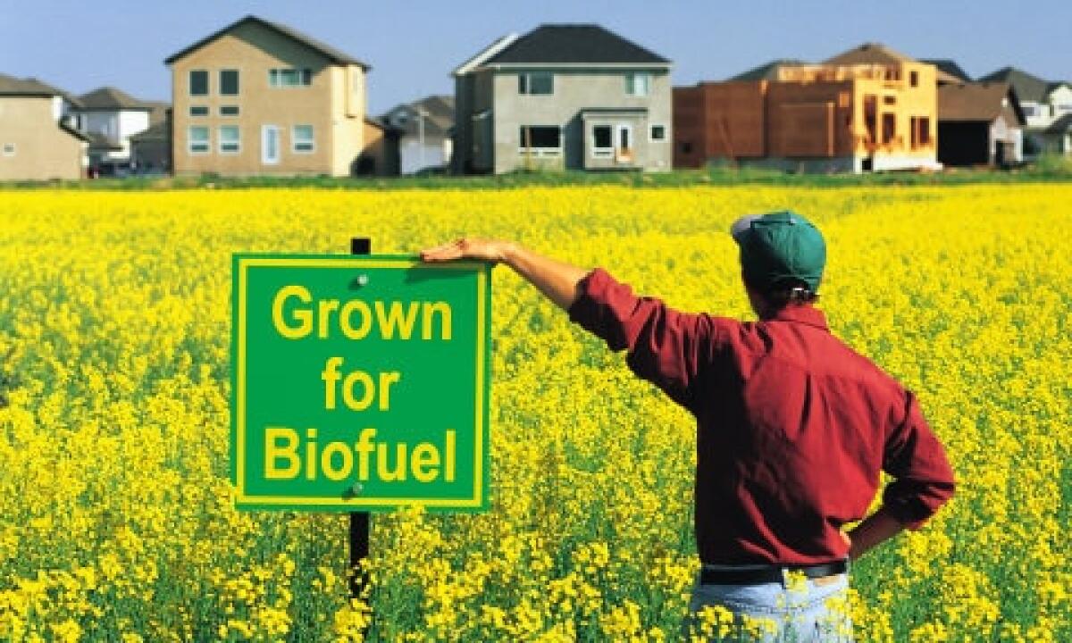 Biodiesel, la svolta nella produzione dei biocombustibili - Photo by: Rivista Natura