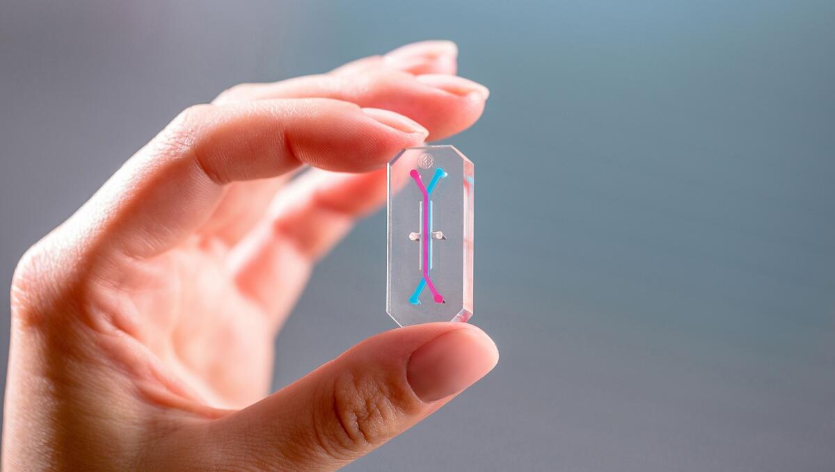 Airway Chip: un prezioso aiuto nella ricerca di una cura a COVID-19 - Airway Chip: un prezioso aiuto nella ricerca di una cura a COVID-19. Credits: Emulate Inc.