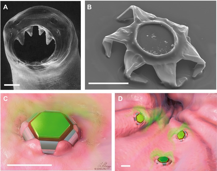 (A) Immagine dei denti dell’anchilostoma duodenale. (B) Theragripper in configurazione chiusa. (C),(D) Theragrippers attaccati alla mucosa che rilasciano il farmaco. Credits: Science Advances