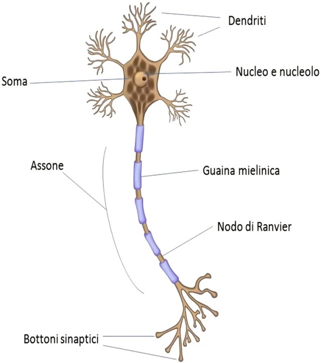 Struttura del neurone. Credits: Medicina Online