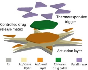 Credits: Science Advances