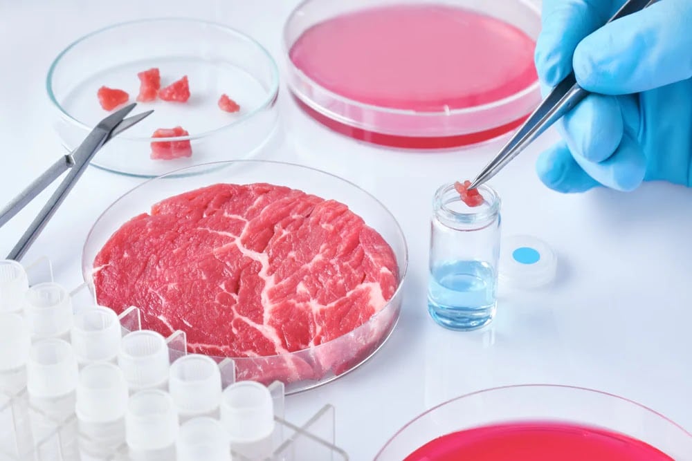 Carne prodotta in laboratorio - Credits: thismarketerslife.it