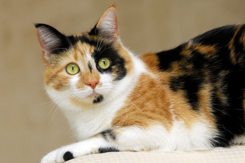 perché i gatti di tre colori sono sempre femmine?
