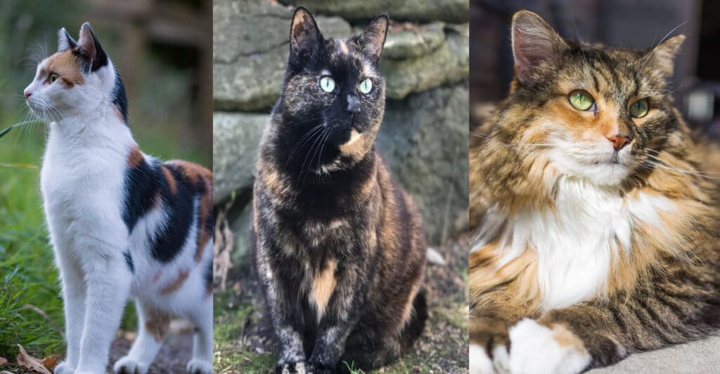 Un gatto calico a sinistra, un tortie al centro e un torbie a destra.