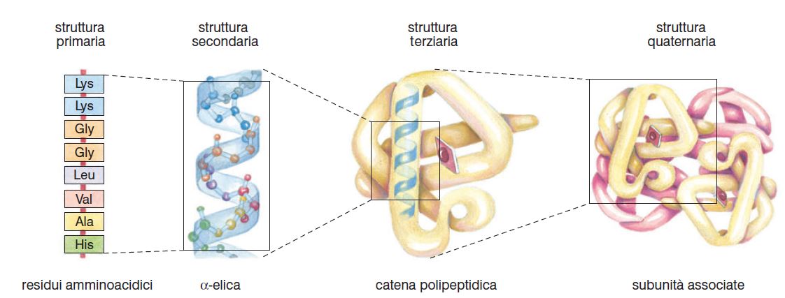 Credit:http://www.bmscience.net. La struttura di una proteina, dalla semplice catena di amminoacidi alle strutture più complesse.