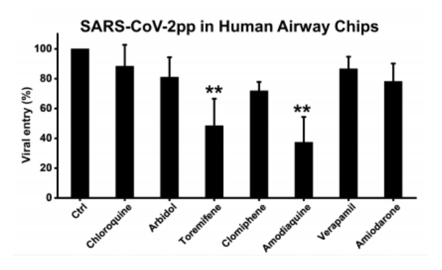 Efficacia dei farmaci nei chip delle vie aeree umane infettati da CoV2pp. Credits: bioRxiv