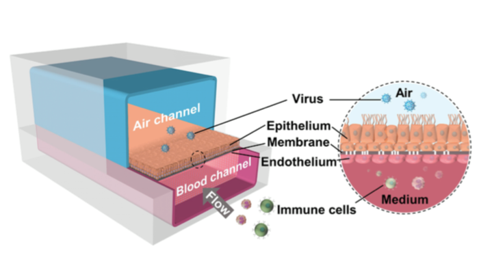 Diagramma schematico di una sezione trasversale attraverso l’Airway Chip. Credits: bioRxiv