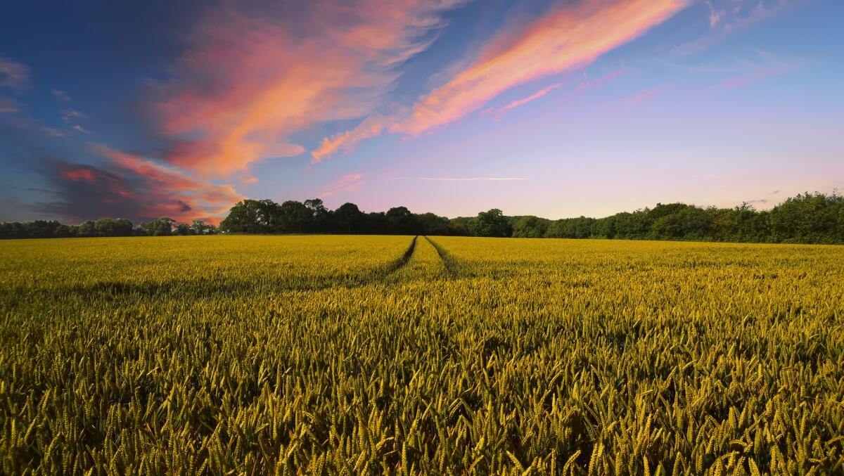 L’agricoltura in un click: soluzioni hi tech per i contadini 4.0 - L’agricoltura in un click: soluzioni hi tech per i contadini 4.0