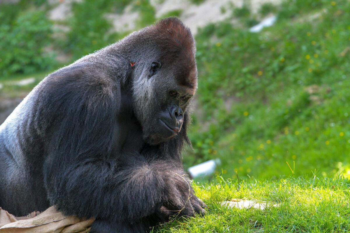 Covid-19, ecco i primi gorilla risultati positivi all'infezione - gorilla positivi a sars-cov-2