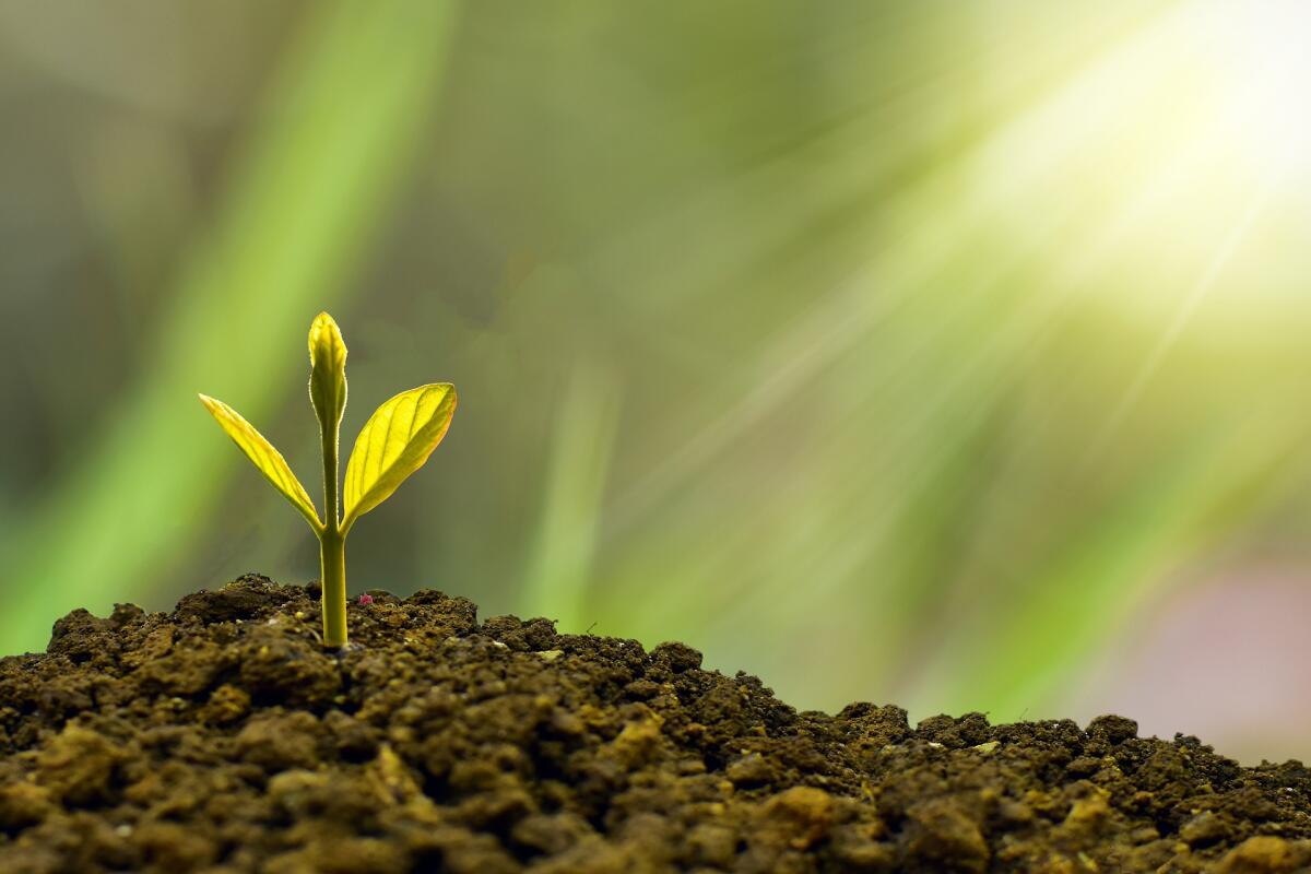 Corporate Sustainabilty: un nuovo approccio manageriale - corporate sustainability