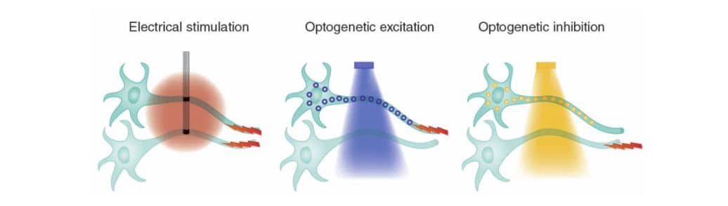 Meccanismo chiave nell'optogenetica. Credits: Nature Protocols