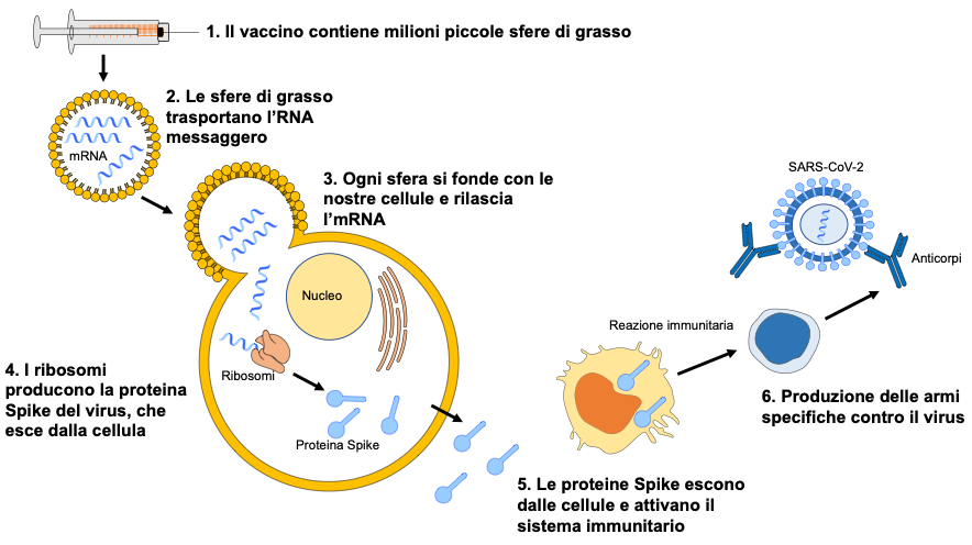 Credits: Ospedale Pediatrico Bambino Gesù (Roma)