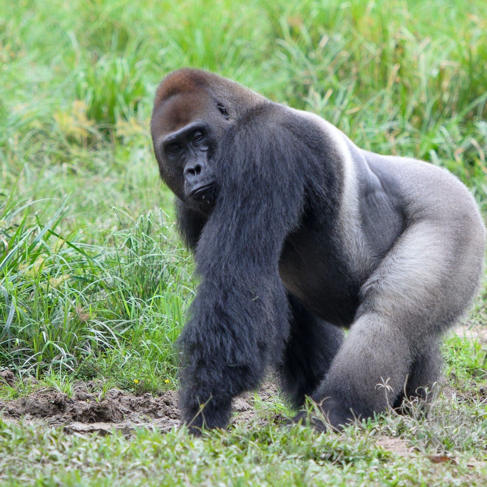 Esemplare di gorilla di pianura occidentale allo stato brado (fonte: ThoughtCo.)