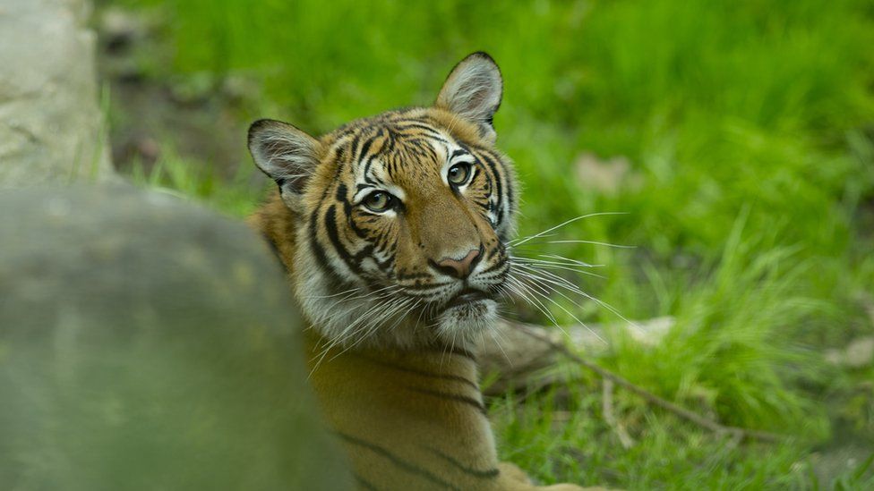 Una delle tigri dello zoo nel Bronx, risultata positiva al nuovo coronavirus ad aprile 2020 (fonte: BBC)