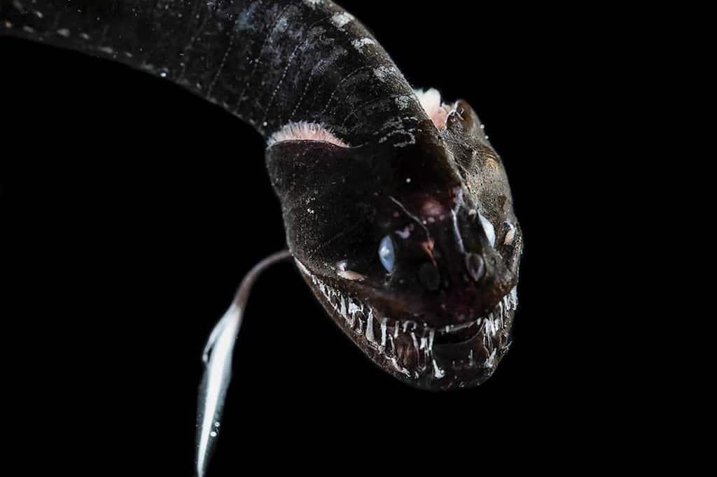 Drago pinna filata, creatura abissale in grado di sfruttare il mimetismo ultrablack a suo vantaggio