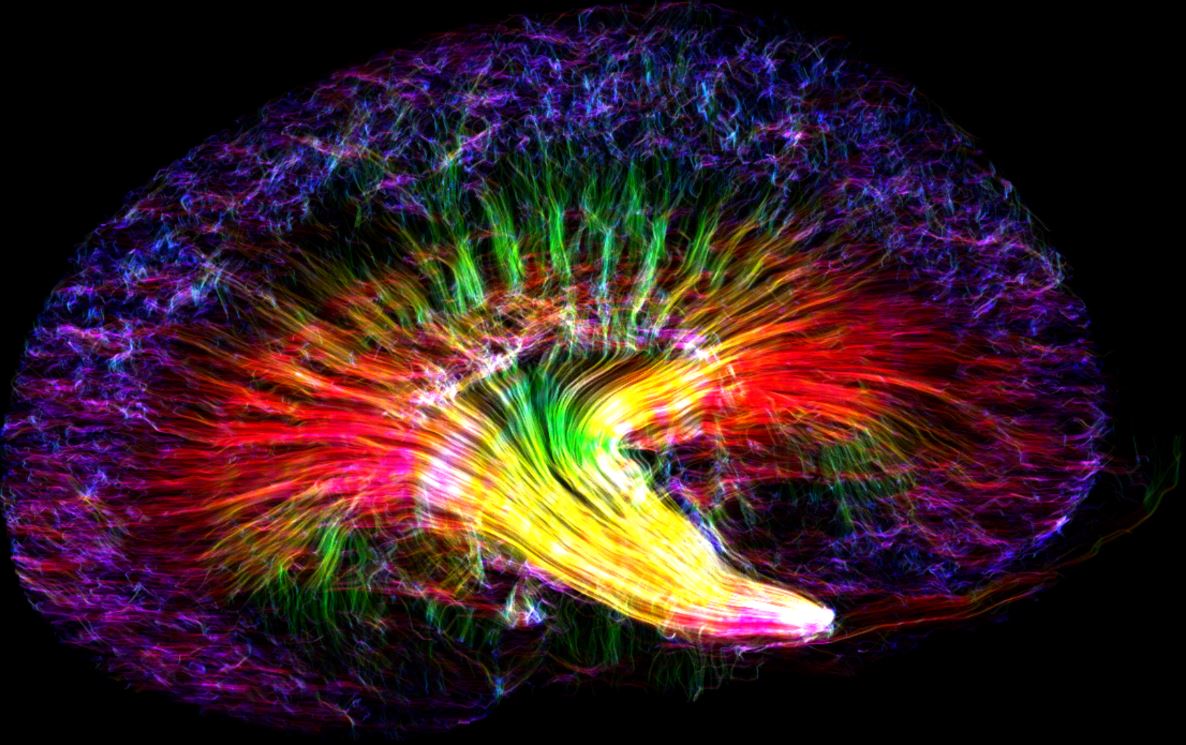 Foto vincitrice del premio “2018’s BMC Research Progress”, rappresenta una mappa tridimensionale di un rene di topo acquisita con DTI. Credits: Nian Wang, Center for In Vivo Microcopy (Directed by Dr. G. Allan Johnson), Duke University, USA