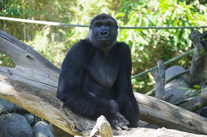 Un esemplare di gorilla allo zoo di San Diego, California (fonte: pelican from Tokyo, Japan/ Wikipedia)