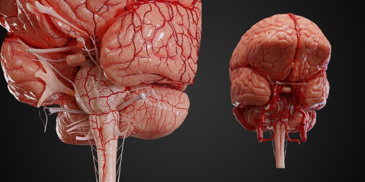 UpsurgeOn Academy: un simulatore virtuale per la pratica neurochirurgica - upsurgeon.com