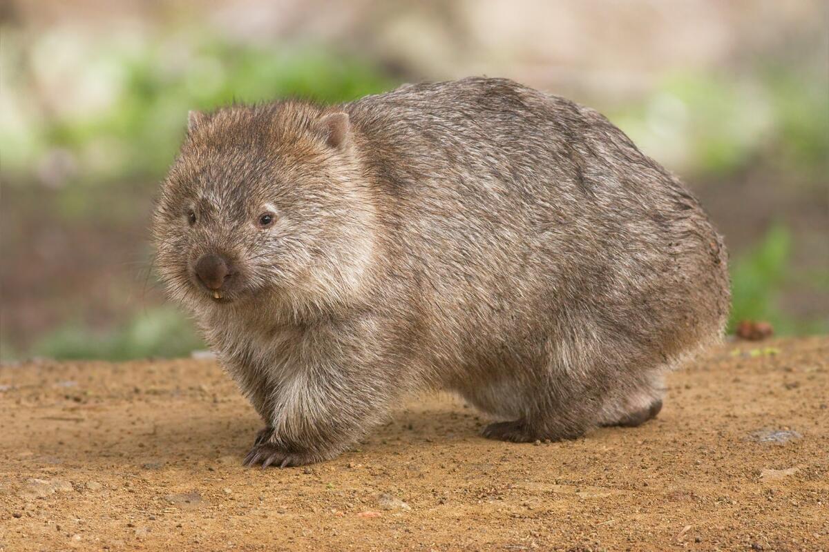 Forse abbiamo capito come fanno i wombat a fare la cacca a cubetti - Forse abbiamo capito come fanno i wombat a fare la cacca a cubetti. Credits: JJ Harrison/Wikipedia