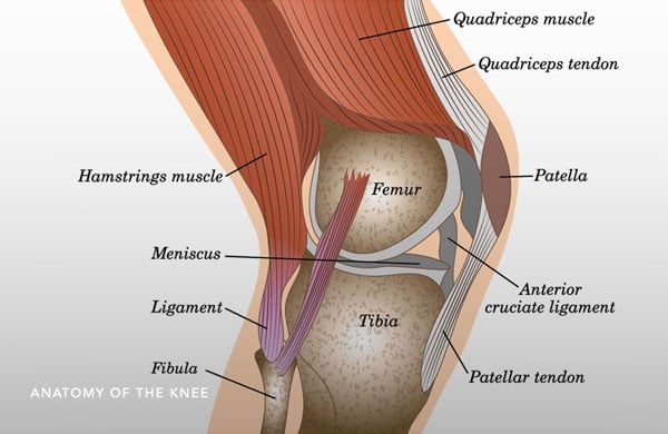 Anatomia del ginocchioCredits: Erik Stark, MD