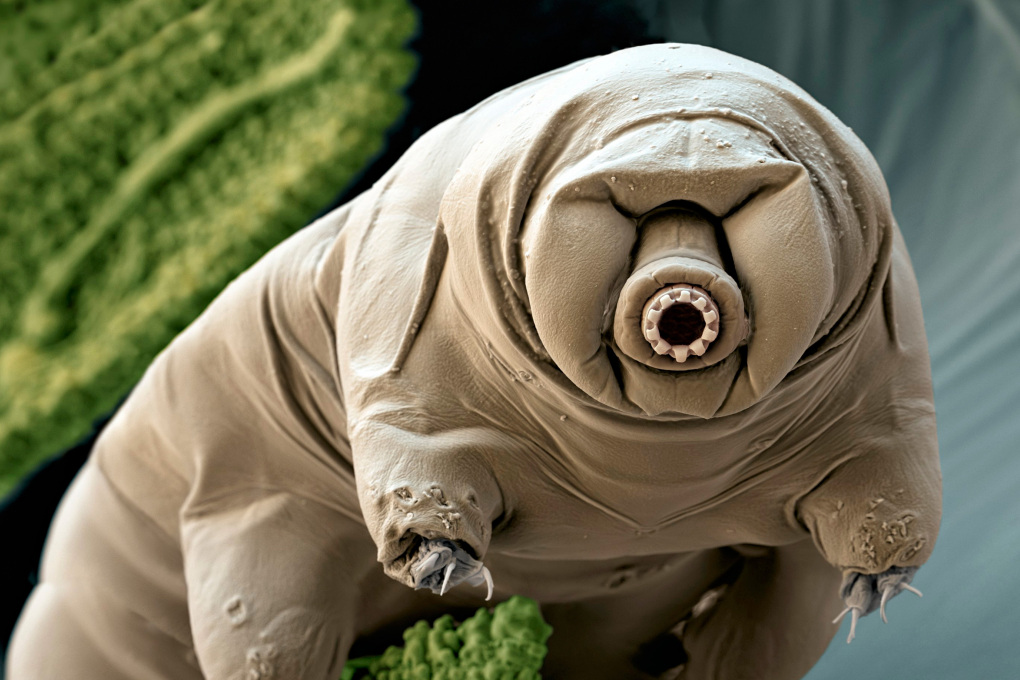 Tardigrado Credits: Focus
