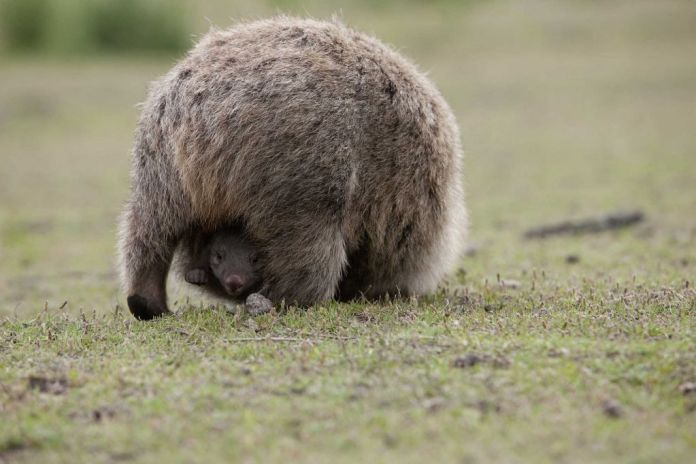 Credits: Australian Wildlife Journeys
