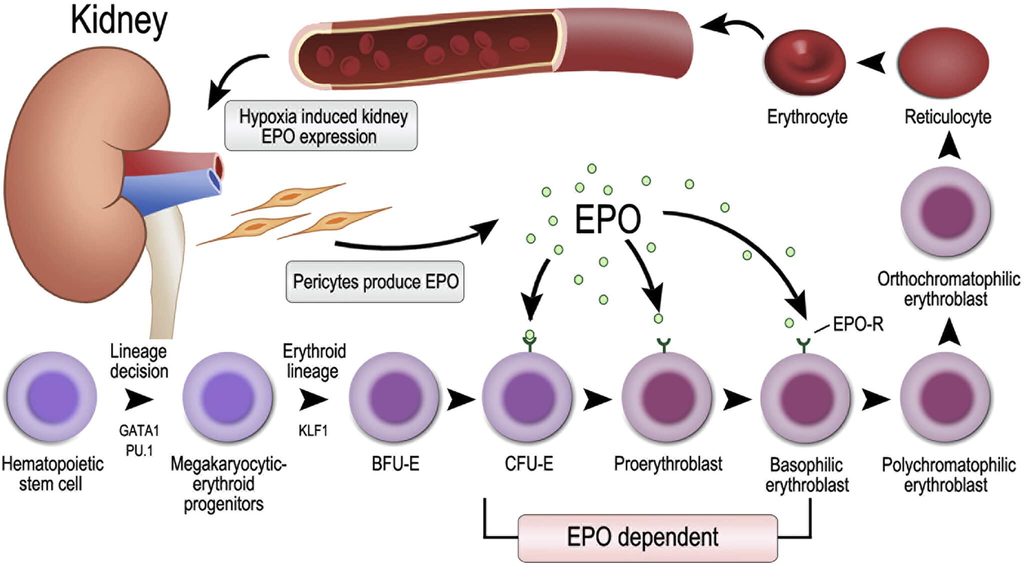 Disegno del meccanismo a feedback che regola la produzione di eritropoietina. Credits: 2018 Formosan Medical Association. Pubblicato da Elsevier Taiwan LLC.