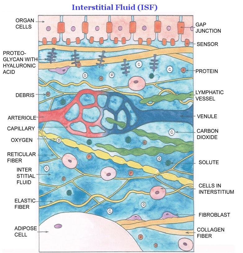 Immagine esplicativa del liquido interstiziale. Credits: Universe-review.